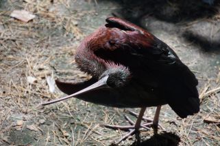 Plegadis falcinellus - Sichler (Brauner Sichler)